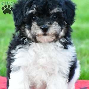 brooke, Bich-Poo Puppy